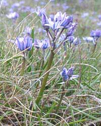 Scilla verna in flower at Trwyn Eilian on 15th May 2004. From Plants, Flowers and Ecology of Anglesey. Scilla verna (Spring squill) in flower at Trwyn Eilian on 15th May 2004. An image from Plants, Flowers and Ecology of Anglesey. Click to go directly to the page. Photo: © D Perkins.