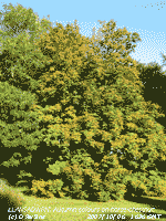 Autumn colours developing on horse-chestnut at the weather station.
