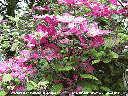 Dragonflies resting on Clematis Ville de Lyon in the garden.