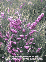 Erica carnea 'December Red' in flower in the garden.