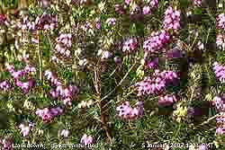 Erica winter red in flower on rockery banks in the garden.