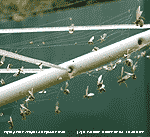 Flying ants caught in spiders web on washing line.