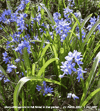 Glory-of-the-snow in full flower.