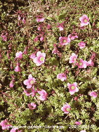Pink saxifrage in flower on the garden rockery banks.