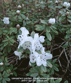 Dwarf white rhododendron with chocolate coloured stamens in flower in the garden.