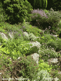 The alpine garden at the weather station on the 1st of June.