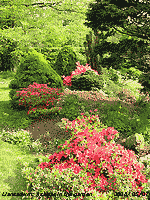 Azaleas flowering in the garden.