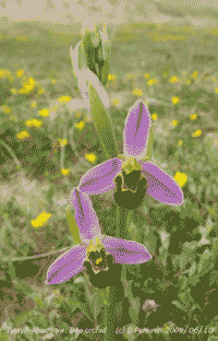 Bee orchid flowering at Tywyn Aberffraw.