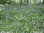 Bluebells at their best in the wood at the weather station.