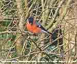 Bullfinch taking buds from plum tree.