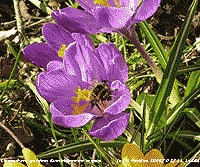 Bumblebee collecting pollen from crocus.