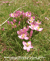 Seaside centuary, of the Gentian family, at Tywyn Aberffraw.