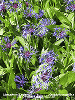 Llansadwrn Garden: Long-growing Cornflower (Centaurea montana).