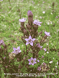 Felwort, Gentianella amara flowering at Tywyn Aberffraw.