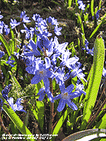 Glory-of-the-snow in full flower in the garden.