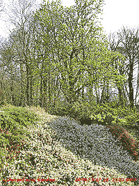 Leaves expanding on horse-chestnut and flowering heathers.