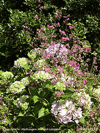 Red campion growing through hydrangea in the garden.