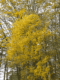 Llansadwrn: Autumn colours of Norway maple.