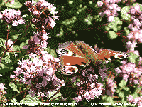 Peacock butterfly on marjoram in the garden.