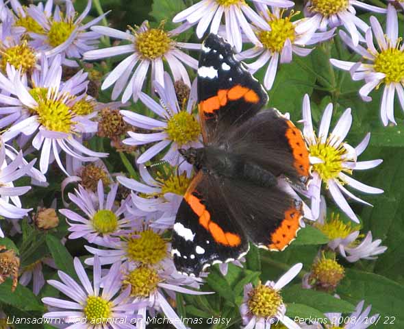 Red admiral butterfly on Michaelmas daisy in the garden.