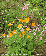 Garden rockery bank with Welsh Poppy and Saxifrage.