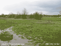 The wet Iris field in winter.