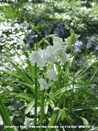 White and blue bluebells in the wood in Llansadwrn.