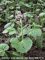 Winter heliotrope flowering near the weather station.