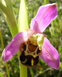 Bee orchids were in flower on Aberffraw dunes on 11 June 2003. Photo: &copy; Gordon Perkins.