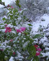 Fresh snow on our 'Brittany sage' (a shrub Salvia sp.) that was still in flower in the garden on Boxing Day, 26 December 2001. Photo: &copy; D Perkins.