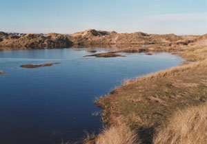 Flooded dune slack at Aberffraw (Anglesey). Photo: &copy; 2001 D. Perkins.