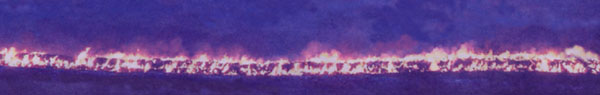 Part of the 1 km incineration of animals at Gaerwen.