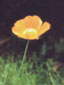 Logo: Llansadwrn Garden - Meconopsis cambrica, Ynys M&ocirc;n.