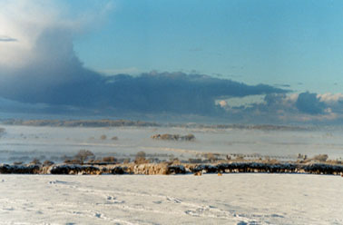Snow covered fields looking towards Red Wharf Bay showing inversion fog (note tops of trees) taken at 1430 GMT. Photo &copy; D. Perkins 