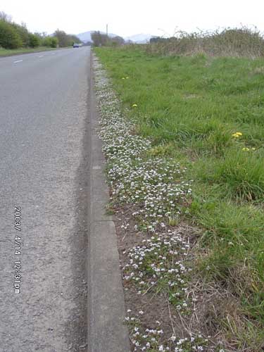 Early, or ivy-leaved, scurvygrass (Cochleria danica).