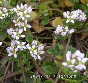 Early scurvygrass (Cochleria danica).