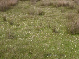 Part of Cefni Saltmarsh. Click for larger photo.