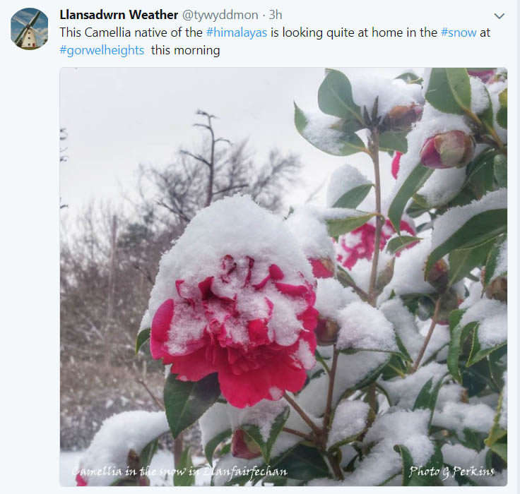 Flowering Camellia covered in snow in Llanfairfechan. Photo Gordon Perkins.