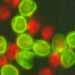 Cryptosporidium oocysts image courtesy of S.J.Upten, Univ. Kansas .